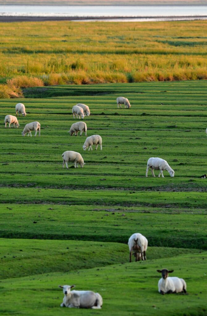 Livestock producing a carbon footprint
